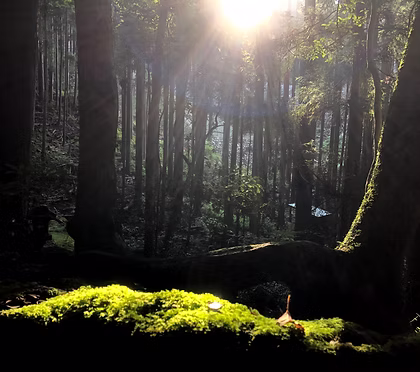 The Kumano Kodo pilgrimage path