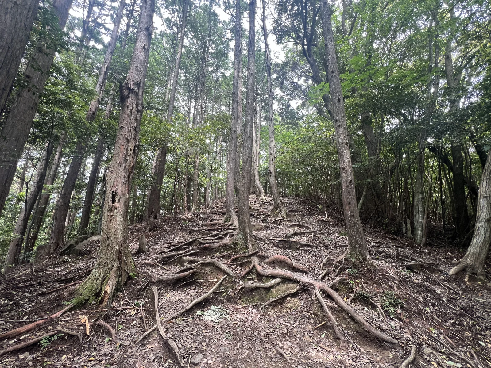 Kumano Kodo walking meditation — original photograph 1